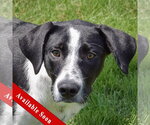 Small Border Collie Mix