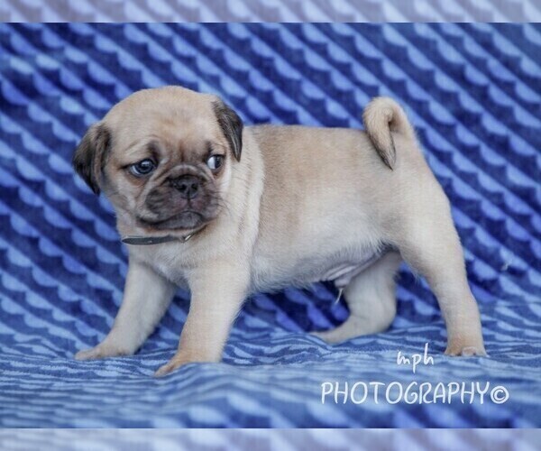 Full screen Photo #2 Jug Puppy For Sale in LIBERTY, KY, USA