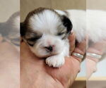 Small #3 Shih Tzu