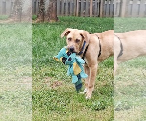 Anatolian Shepherd-Labrador Retriever Mix Dogs for adoption in Fultonham, NY, USA