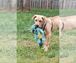 Small Anatolian Shepherd-Labrador Retriever Mix