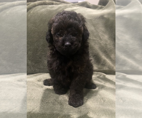 Medium Photo #2 Poodle (Toy) Puppy For Sale in EUDORA, KS, USA