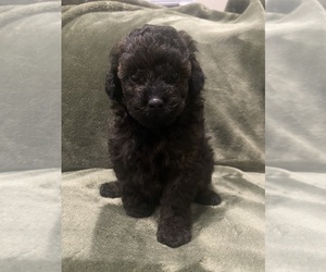 Medium Poodle (Toy)