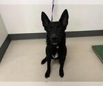 Small German Shepherd Dog Mix