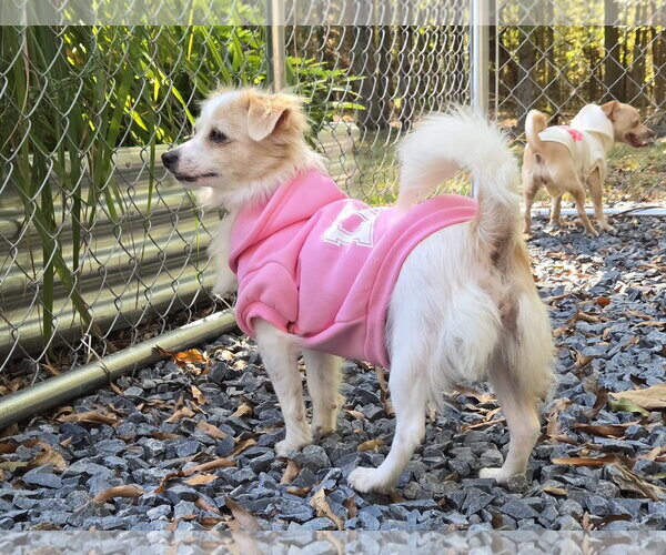 Medium Photo #2 Australian Shepherd-Chihuahua Mix Puppy For Sale in Albemarle, NC, USA
