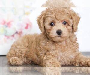 Poodle (Toy) Puppy for sale in BEL AIR, MD, USA