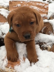 Labrador Retriever Puppy for sale in WILLIAMS, IN, USA