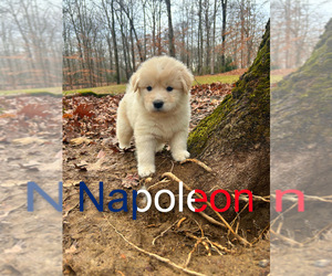 Medium Newfoundland-Samoyed Mix