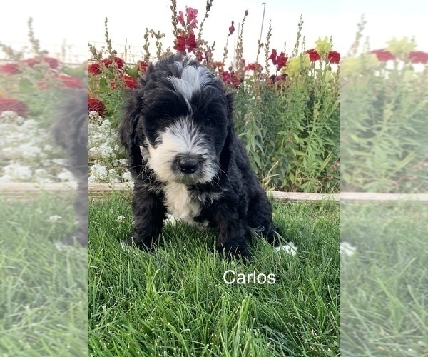 Medium Photo #1 Bernedoodle Puppy For Sale in BURLEY, ID, USA