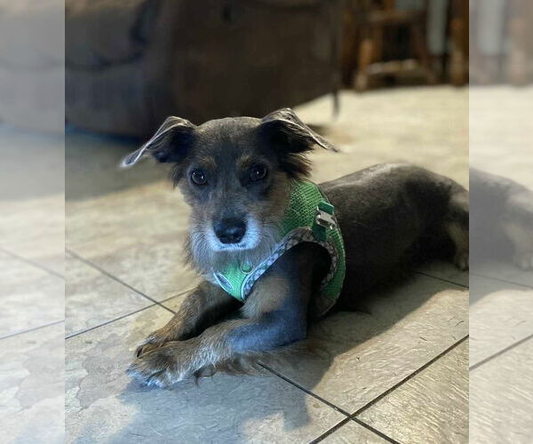 Medium Photo #2 Mutt Puppy For Sale in Oakhurst, NJ, USA