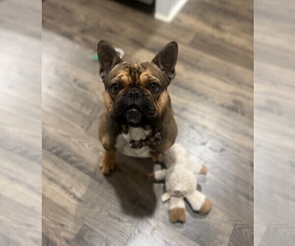 Medium Photo #1 French Bulldog Puppy For Sale in WEAVERVILLE, NC, USA