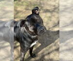 Small #2 Staffordshire Bull Terrier Mix