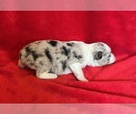 Small Photo #6 Miniature Australian Shepherd Puppy For Sale in FORT MORGAN, CO, USA