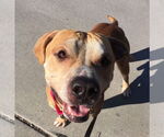 Small #6 American Pit Bull Terrier Mix
