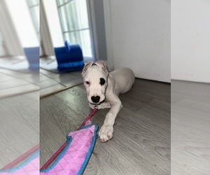 Dogo Argentino Puppy for sale in MISSION HILLS, CA, USA