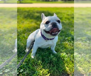 French Bulldog Dogs for adoption in Menifee, CA, USA
