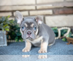 Small #2 French Bulldog
