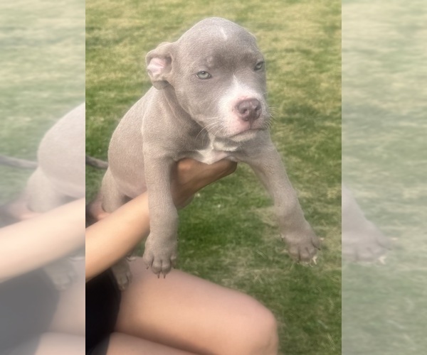Medium Photo #14 American Bully Puppy For Sale in LAKE STATION, IN, USA