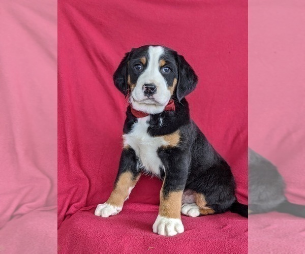 Medium Photo #3 Greater Swiss Mountain Dog Puppy For Sale in CHRISTIANA, PA, USA