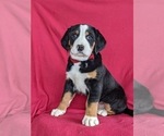 Small Photo #3 Greater Swiss Mountain Dog Puppy For Sale in CHRISTIANA, PA, USA