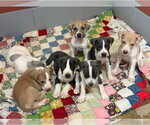 Small #3 Great Dane Mix