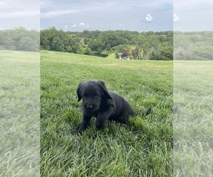 Labradoodle Puppy for sale in CHARITON, IA, USA
