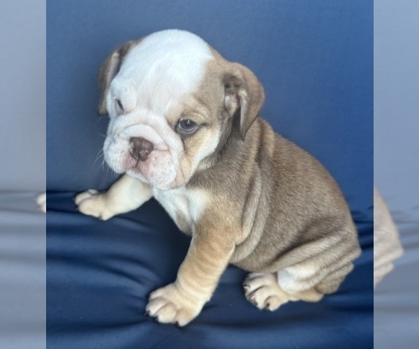 Medium Photo #1 English Bulldog Puppy For Sale in WEEKI WACHEE, FL, USA
