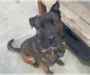 Mutt Dogs for adoption in Martinez, CA, USA