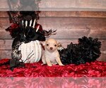 Puppy Keeran Chihuahua