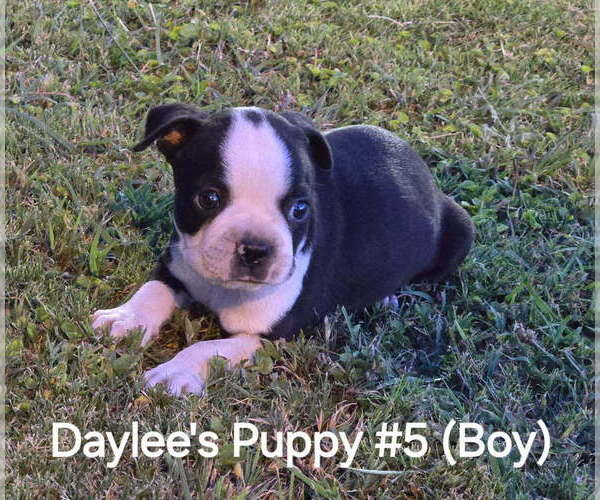 Medium Photo #6 Boston Terrier Puppy For Sale in CALDWELL, TX, USA