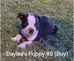 Small #5 Boston Terrier