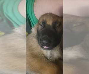 German Shepherd Dog Puppy for sale in PORTAGE, IN, USA