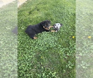 Rottweiler Puppy for sale in STRASBURG, OH, USA