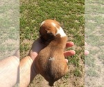 Small Photo #8 Boxer Puppy For Sale in WINFIELD, KS, USA