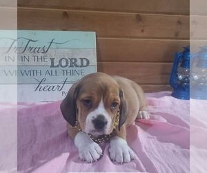 Bulldog Puppy for sale in ARTHUR, IL, USA