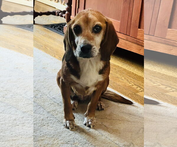 Medium Photo #4 Beagle-Unknown Mix Puppy For Sale in Germantown, OH, USA