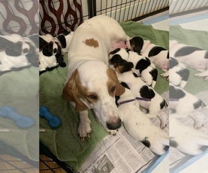 Mother of the Basset Hound puppies born on 12/05/2022