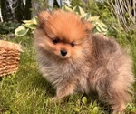 Small #6 Pomeranian