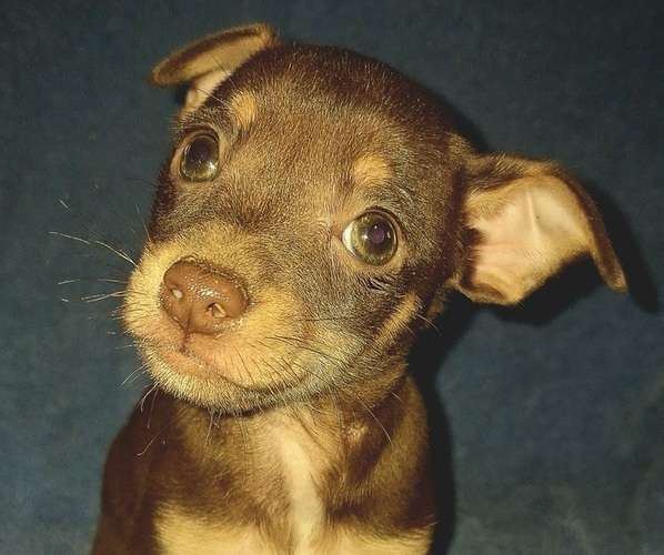 Medium Photo #1 Rat-Cha Puppy For Sale in LOST SPRINGS, KS, USA