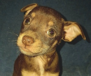 Rat-Cha Puppy for sale in LOST SPRINGS, KS, USA