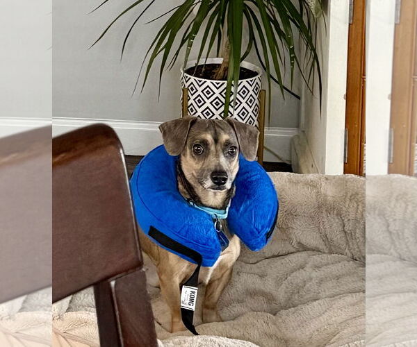 Medium Photo #4 Chiweenie Puppy For Sale in Oakhurst, NJ, USA