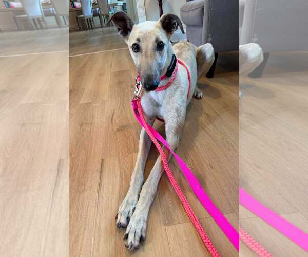 Medium Photo #4 Whippet Puppy For Sale in Cherry Hill, NJ, USA
