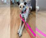 Small #3 Whippet