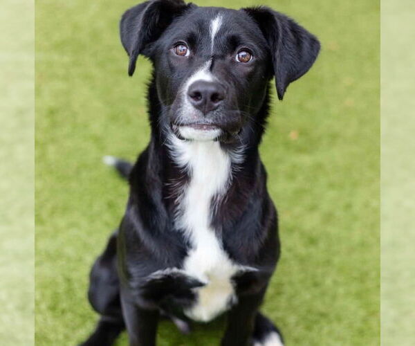 Medium Photo #3 Labrador Retriever Puppy For Sale in Canton, CT, USA