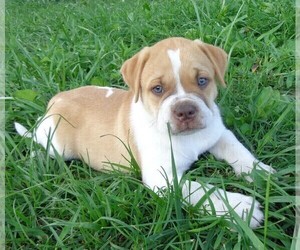 American Bulldog Puppy for Sale in SAINT CATHARINE, Missouri USA