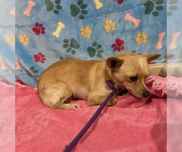Medium Photo #1 Chihuahua-Unknown Mix Puppy For Sale in Modesto, CA, USA
