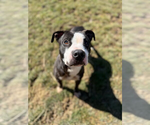 Medium Photo #8 American Pit Bull Terrier-Unknown Mix Puppy For Sale in Germantown, OH, USA