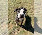 Small #7 American Pit Bull Terrier Mix