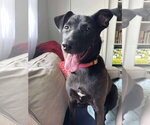 Small #1 Labrador Retriever