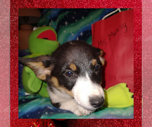 Medium Photo #7 Pembroke Welsh Corgi Puppy For Sale in GALLEGOS, NM, USA
